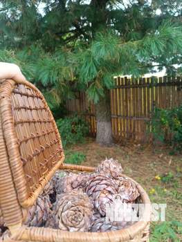 Дом 60м², 1-этажный, участок 6 сот.  