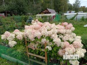 Дом 40м², 1-этажный, участок 5 сот.  