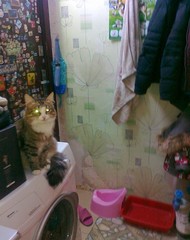 Фото комнаты на продажу (3)